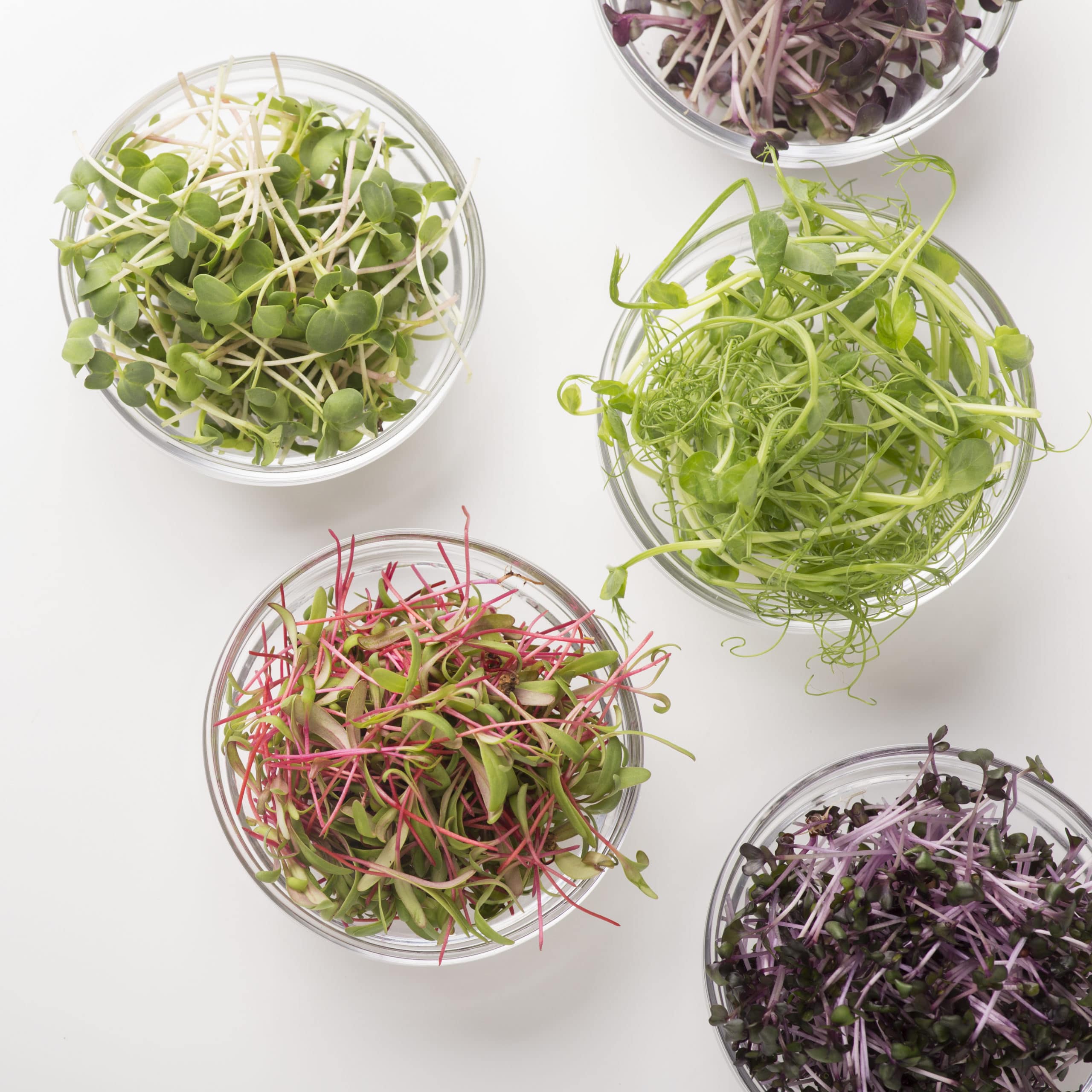 Salad Microgreens Mix | Hollar Farms